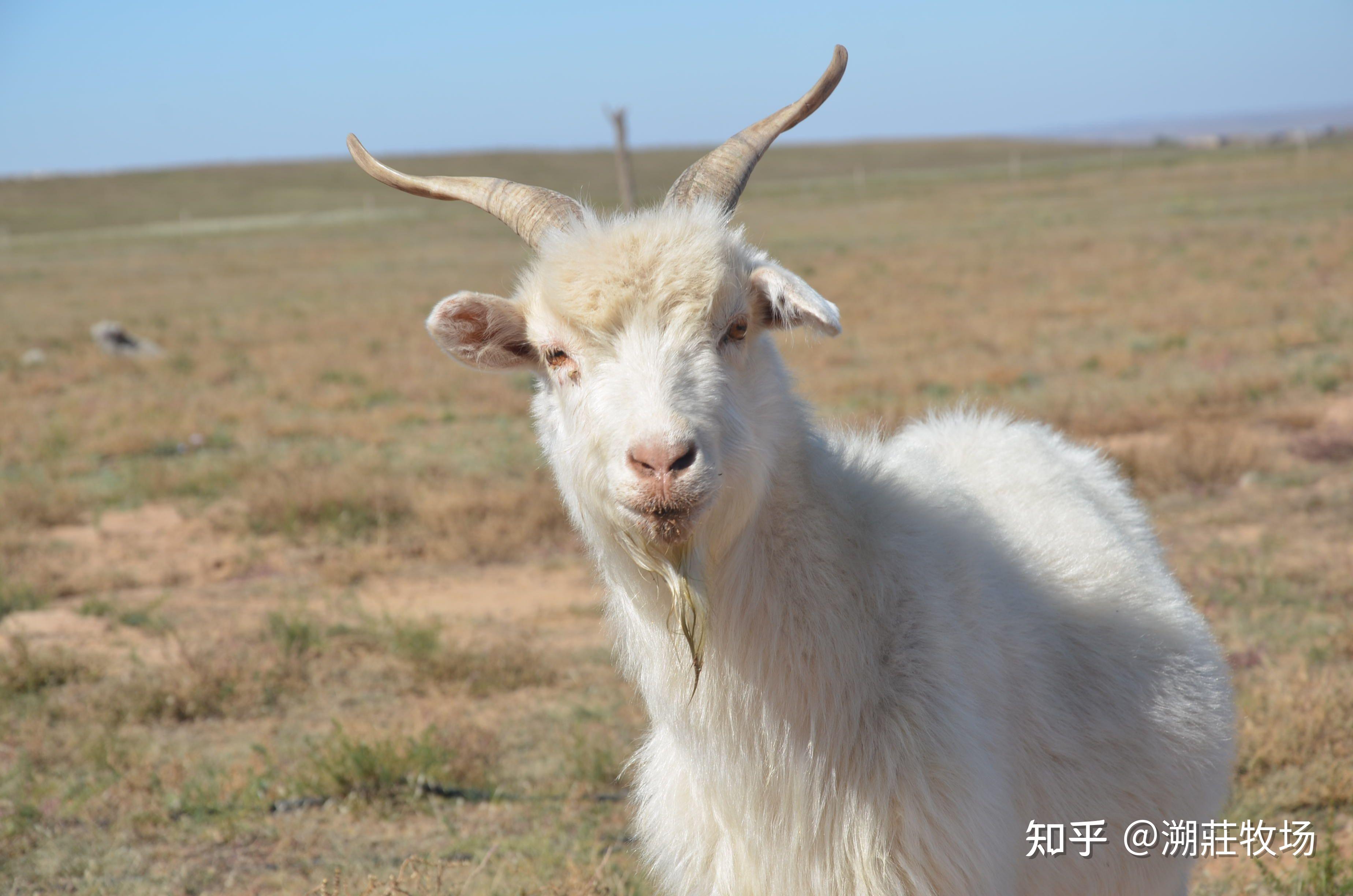 我爷爷叫我发网上卖羊,笑死了卖给谁呀 - 知乎