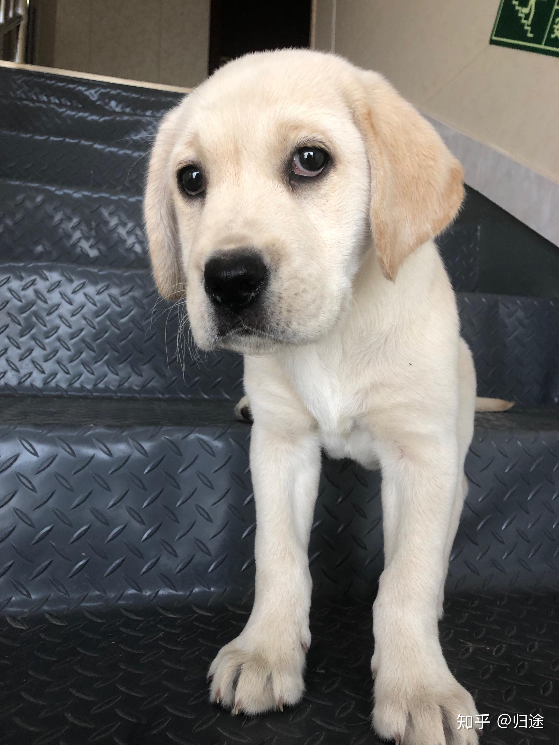 拉布拉多三个月九斤重是不是偏瘦啊?