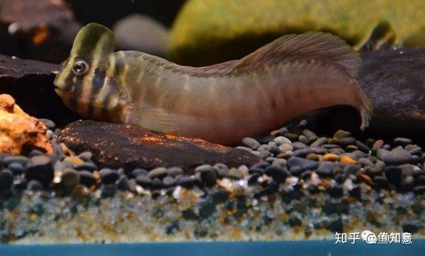 小型观赏鱼奥特曼青蛙鱼