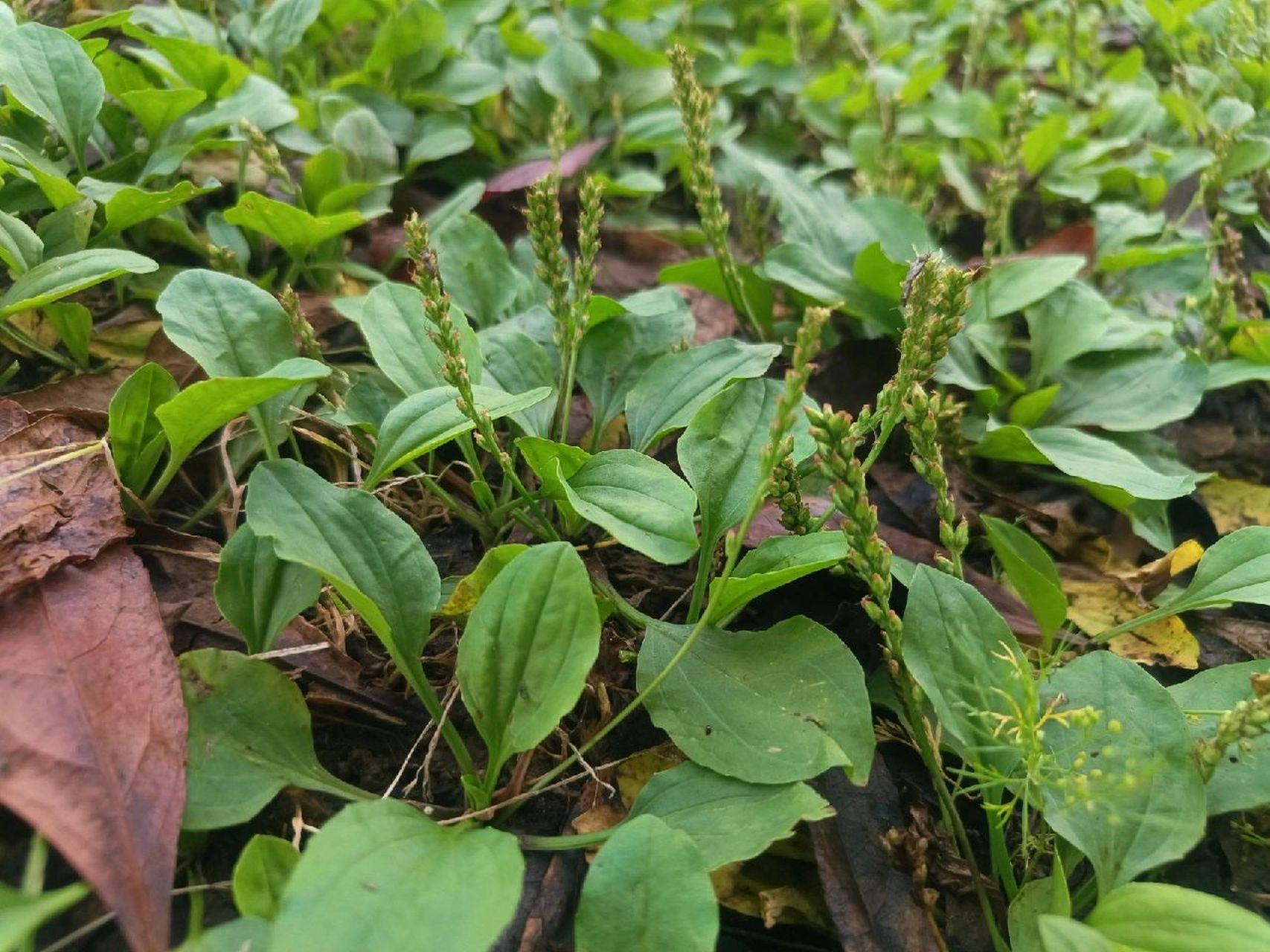 9种野草,农村常拔来喂猪,殊不知都可以当野菜吃,你吃过几种?