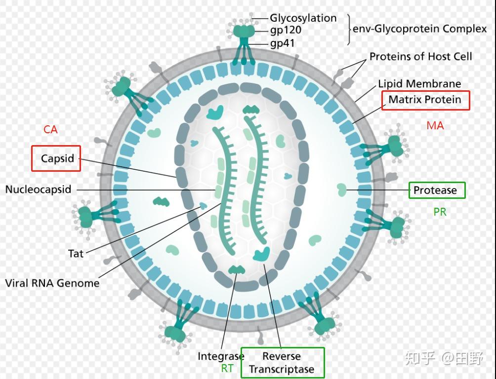 HIV结构示意图图片