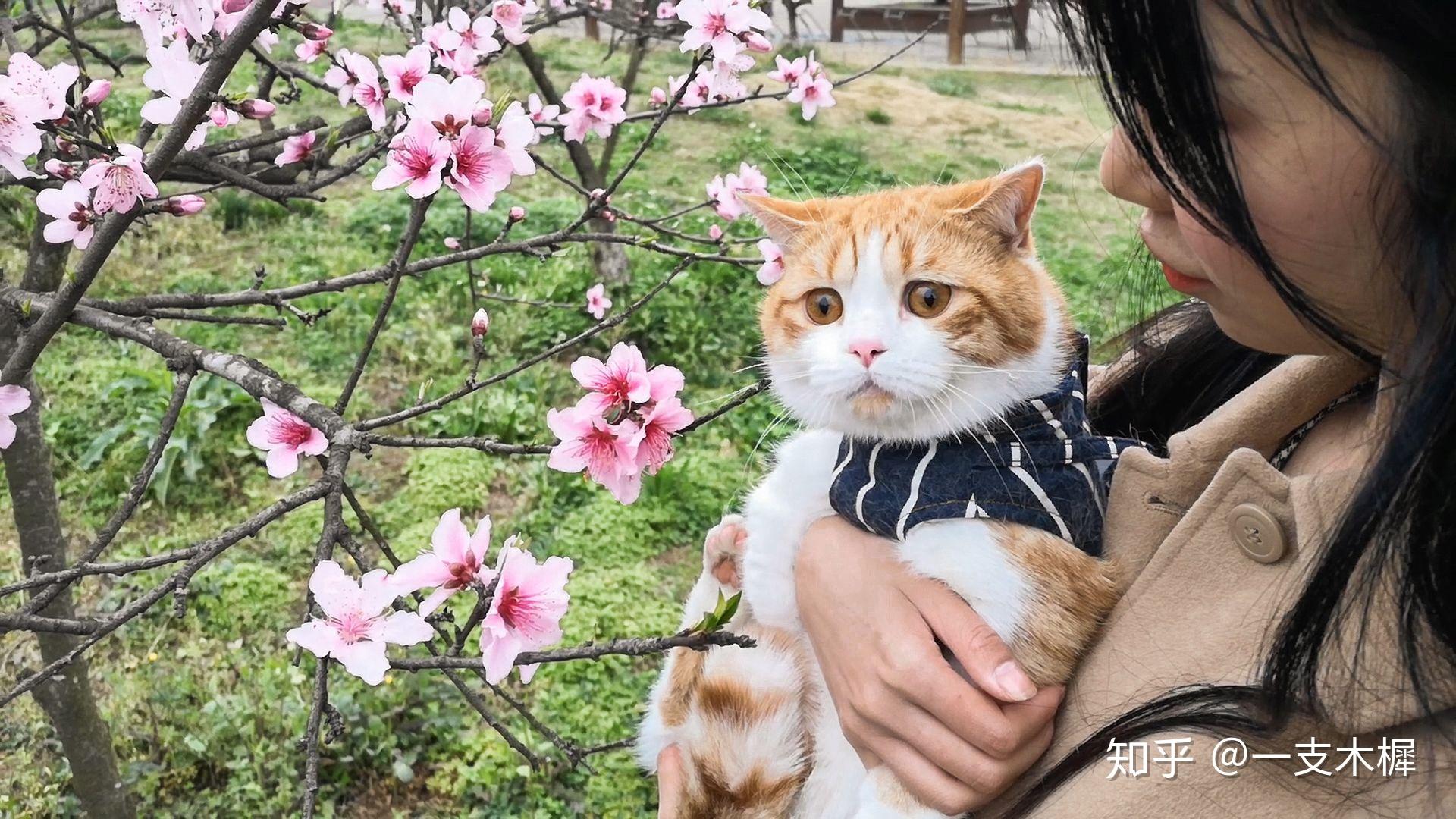 如何看待 b 站 up 主花花与三猫catlive 被质疑知后院买后院?