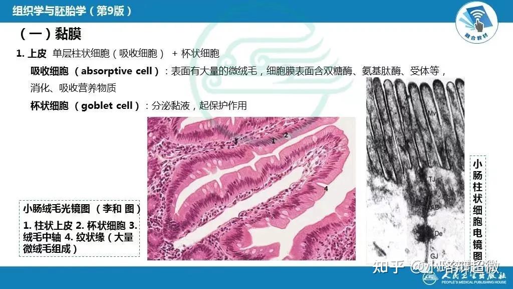 小肠上皮结构图图片