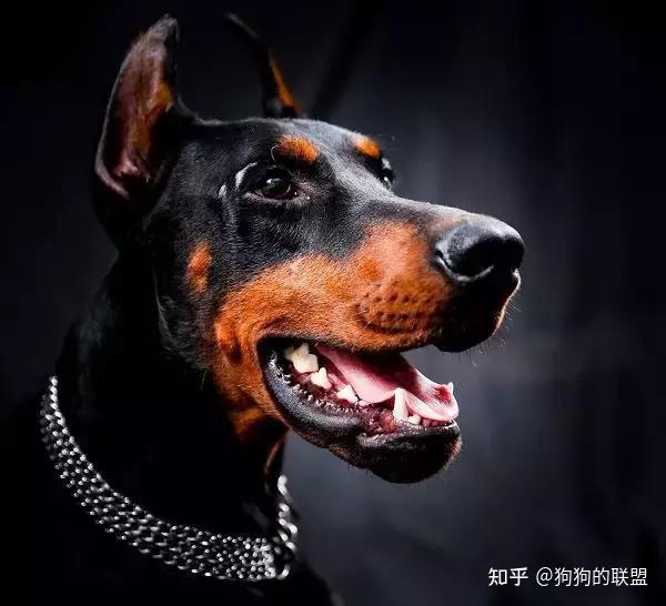 西装大佬“杜宾犬”,到底哪里吸引人?
