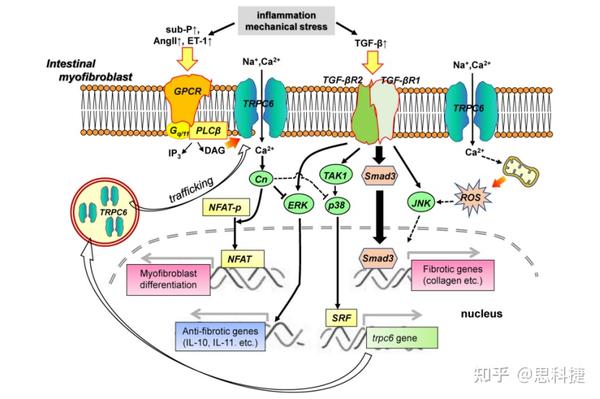 离子通道系列——钙离子 - 知乎