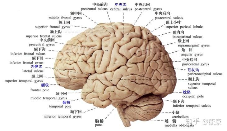 研究发现 每多看1小时电视