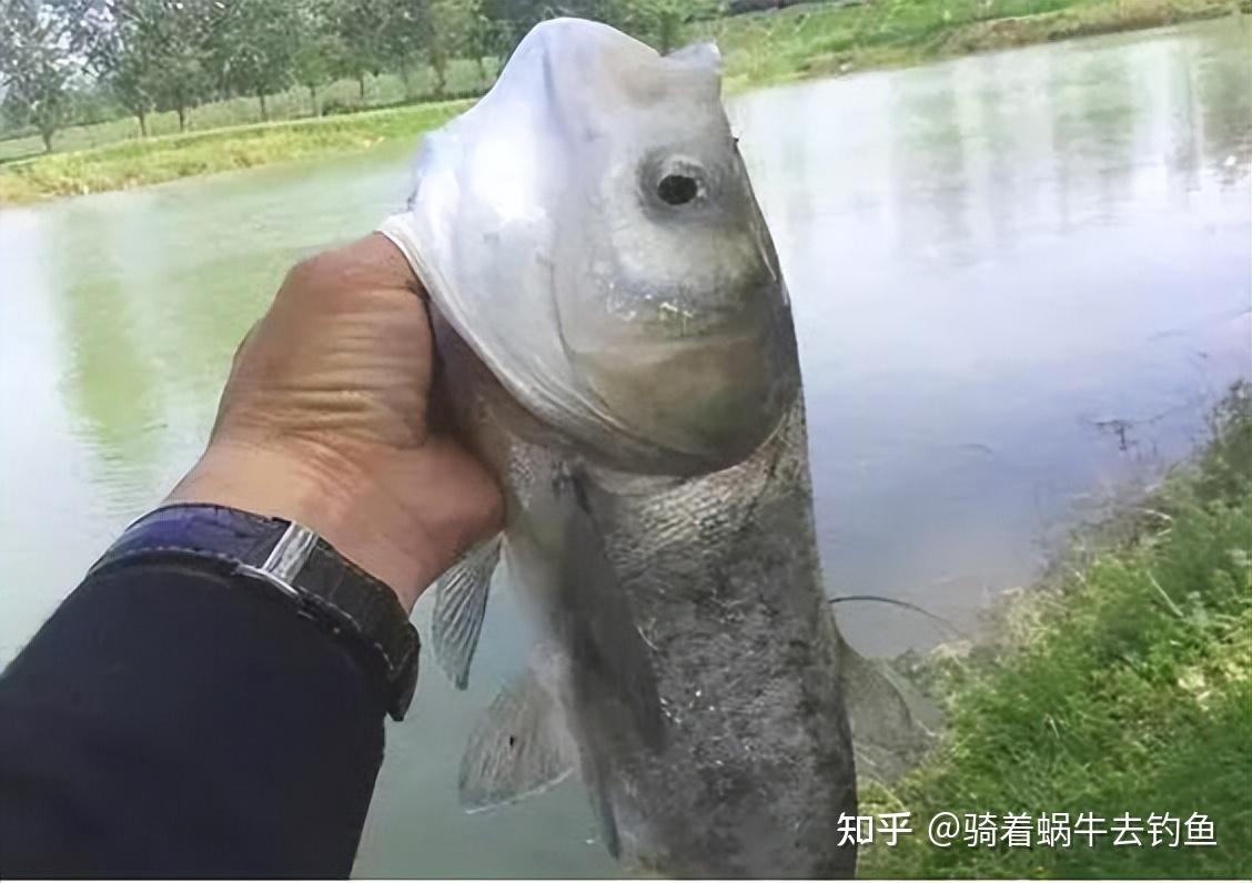 春季野钓鲢鳙的秘诀,学会这几点,钓鲢鳙变得更加容易 - 知乎