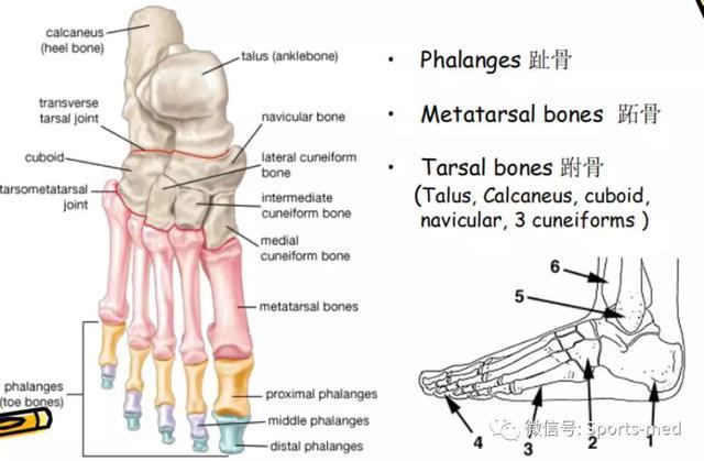 距骨一共有5个关节面,最大的这个组成踝关节,而距骨头的位置也就是