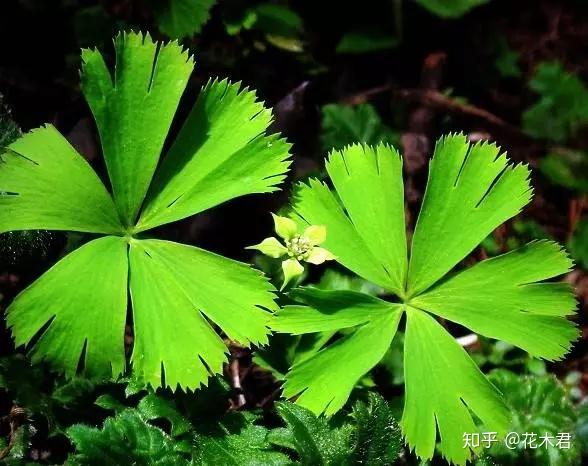 sm),也叫一叶草,化血丹,为毛茛科,独叶草属多年生小草本,无毛;根状茎