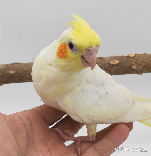 宝博体育- 宝博体育官网- 宝博体育APP下载 BaoBoSports用“饲养兔”保障“生态兔”