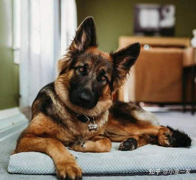 飼養注意:要想善用德國牧羊犬的戰鬥力,需要對它從小訓練,而且它的