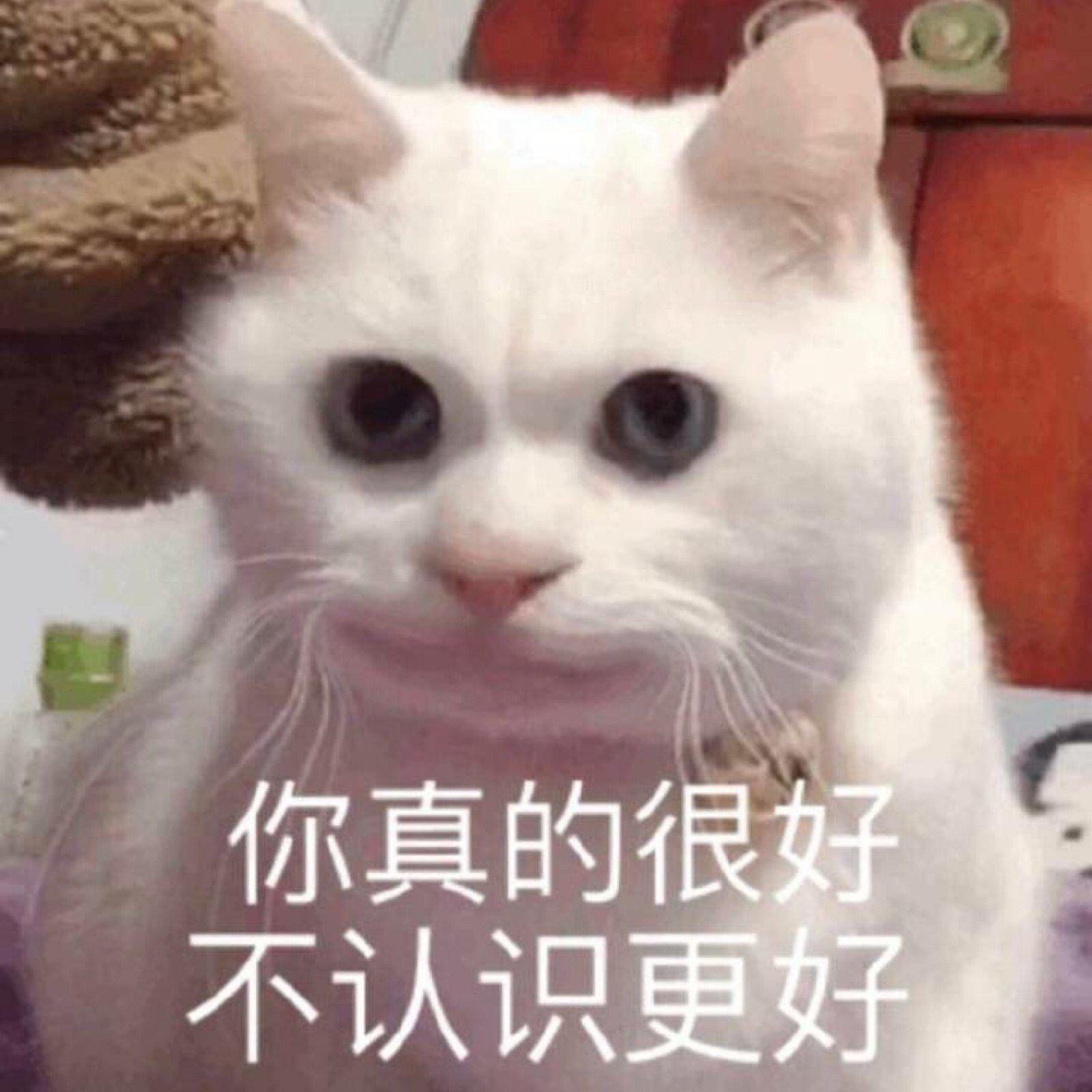 可愛的貓貓表情包