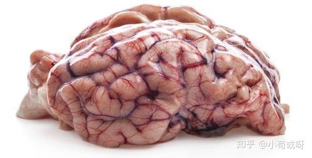 动物大脑也分左右吗? - 知乎