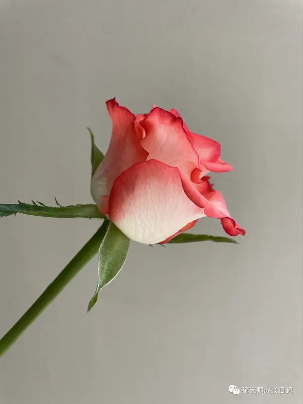 100朵玫瑰vol 16 胭脂扣 最具古典韵味的红玫瑰 知乎