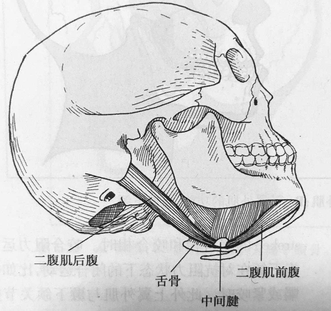 图1-136 咀嚼肌(深层)-人体解剖学-医学