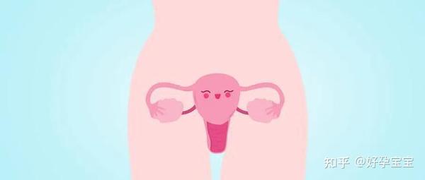 子宫肌瘤和卵巢囊肿有什么区别 知乎