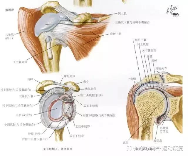 的解剖:涉及的骨頭:肩胛骨,鎖骨,肱骨,肋骨以及胸骨涉及肌肉:岡上肌