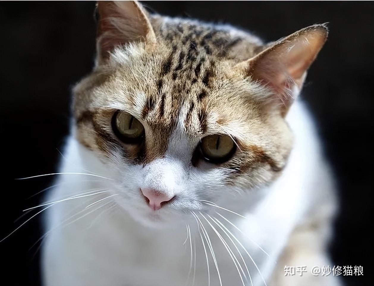 9大国产猫咪你认识几种