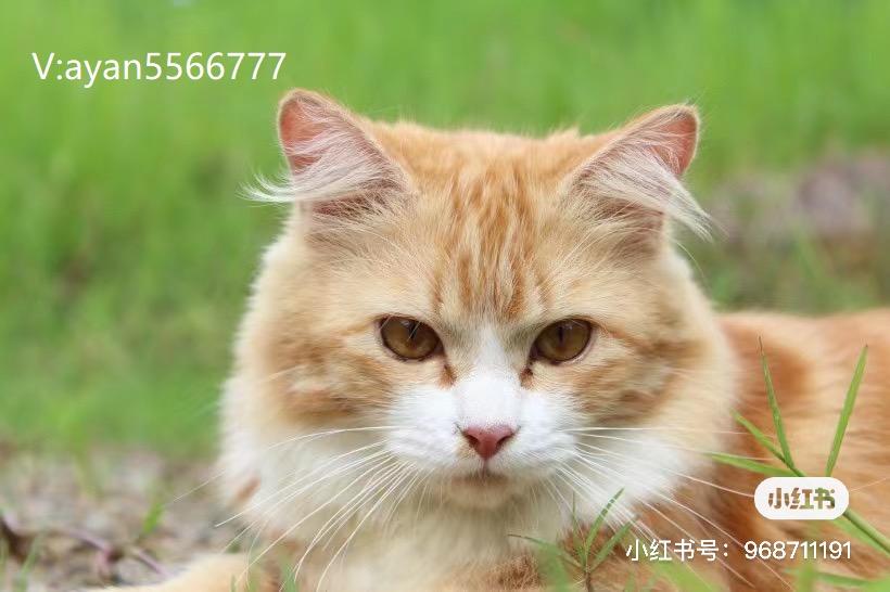 怎么样防止猫咪玩窗帘 v2-8f442bc4e8e7c276e4e13f65d8ecda25_1440w.jpg?source=172ae18b