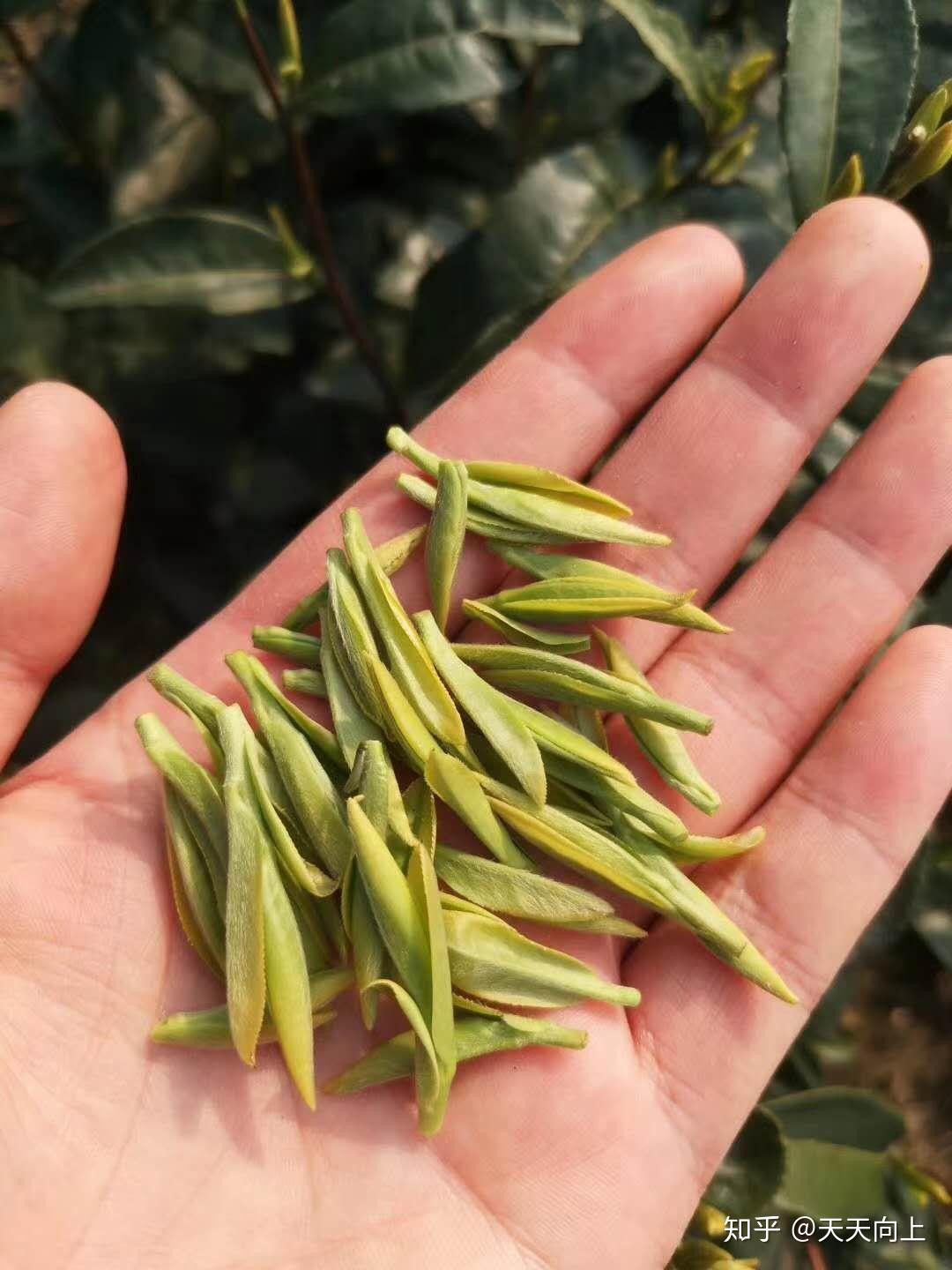 麻麻采了一些永川秀芽一年一次的明前茶大家一起欣赏03