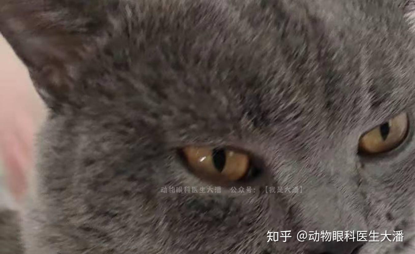 猫第三眼睑增生