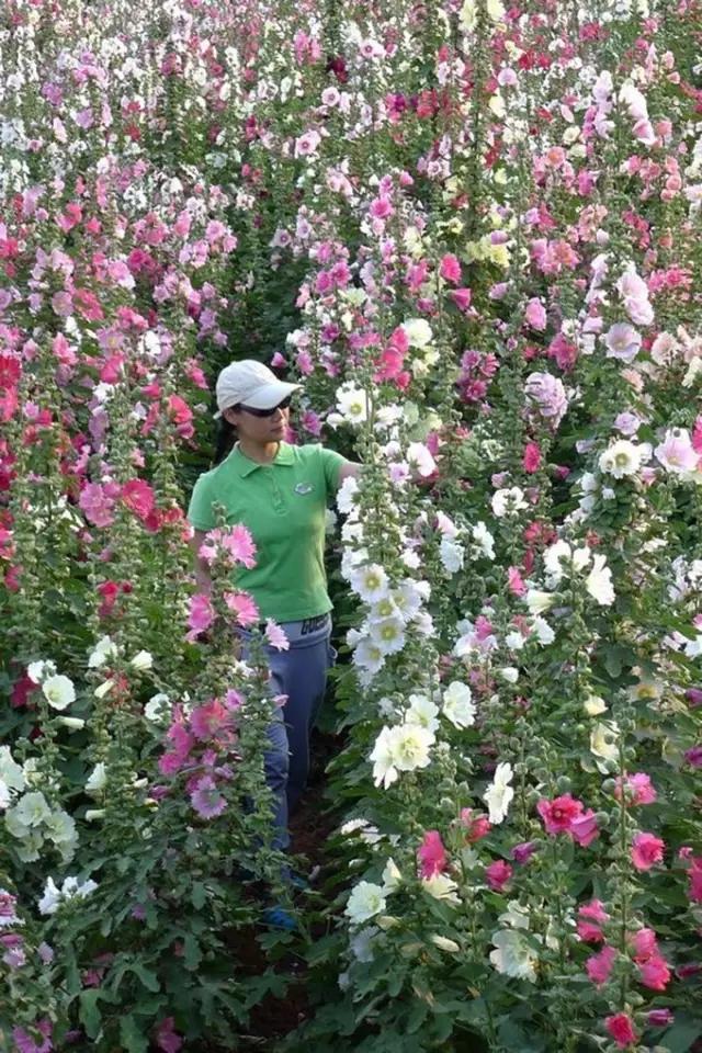 桃源寻梦丨鲜花山谷该是多么喜欢那个姑娘才种出如此的千亩花田