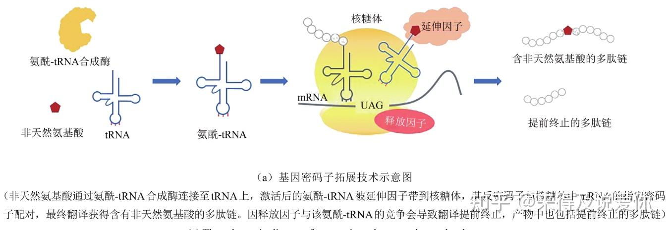 基因密码子拓展技术的方法原理和应用案例分析 - 知乎