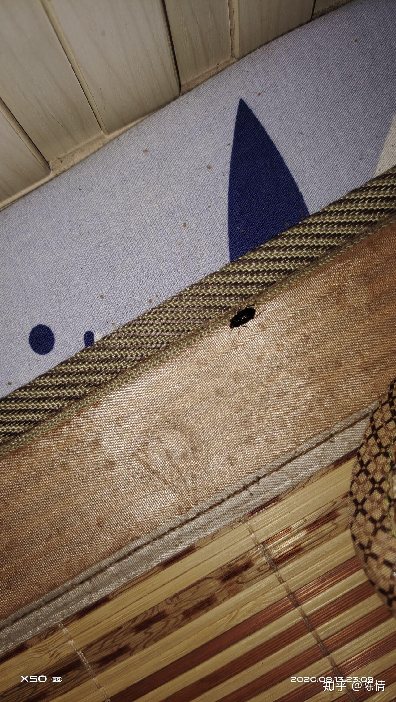 里床上地上总是有这种虫子怎么办,晚上睡觉会清楚的听见它掉在凉席上