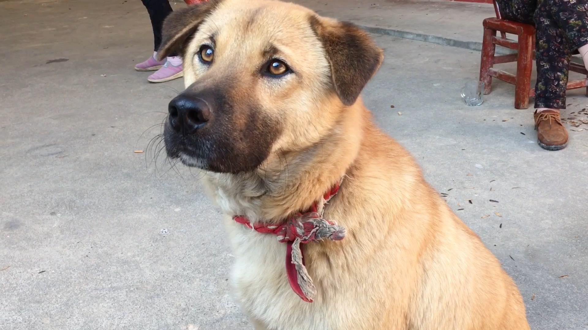 东北大笨狗黄立吃剩饭菜长大的内心温柔得像个小姑娘