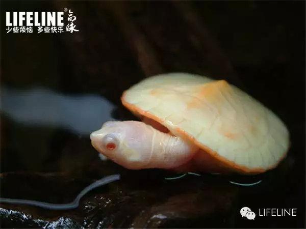 变异白化龟的一些秘密多图已绝版