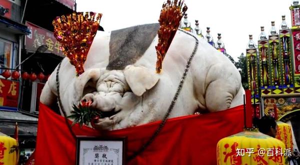 一头猪如果养一辈子能长多大?2200斤的猪王:不是神猪却胜似神猪! - 知乎