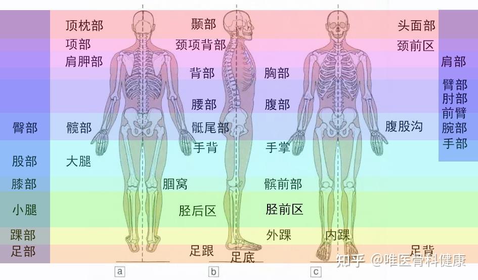 心中有了人体标准解剖学姿势,再来了解表示身体局部方位的术语