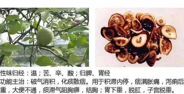 500余种中草药图  第224张