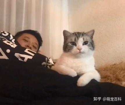 猫咪吃醋的5大表现 网友 猫是在醋坛子里长大的吧 知乎