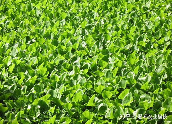 为什么“泽泻”全身是毒,却还是能成为中药材呢?应该怎样种植呢? - 知乎
