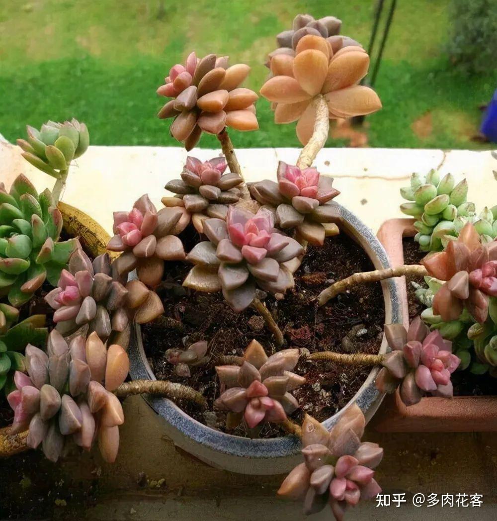 养多肉10多年，总结出9个易出“高价老桩”的品种，适合新手！ - 知乎
