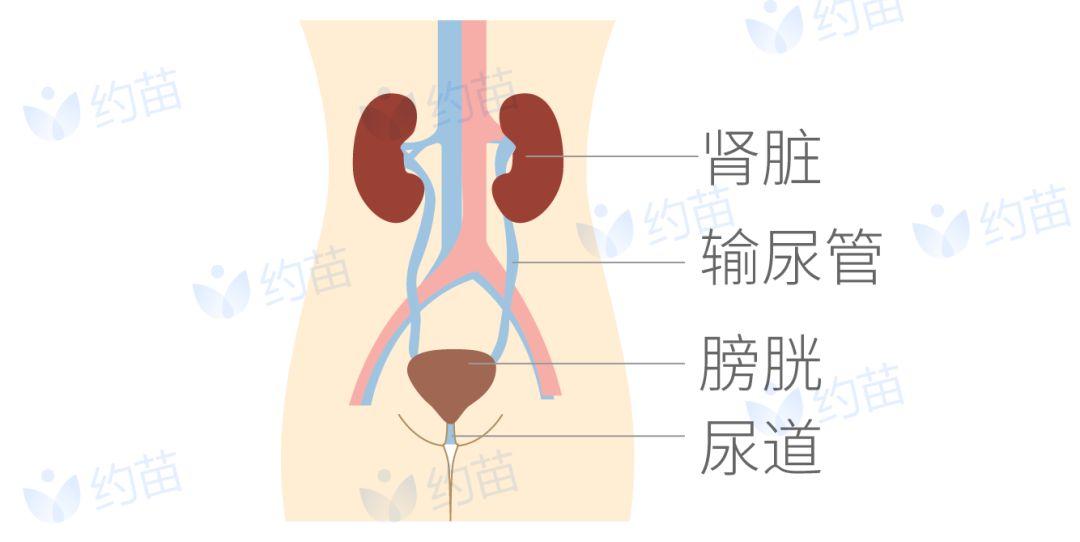 前尿道和后尿道区分图图片