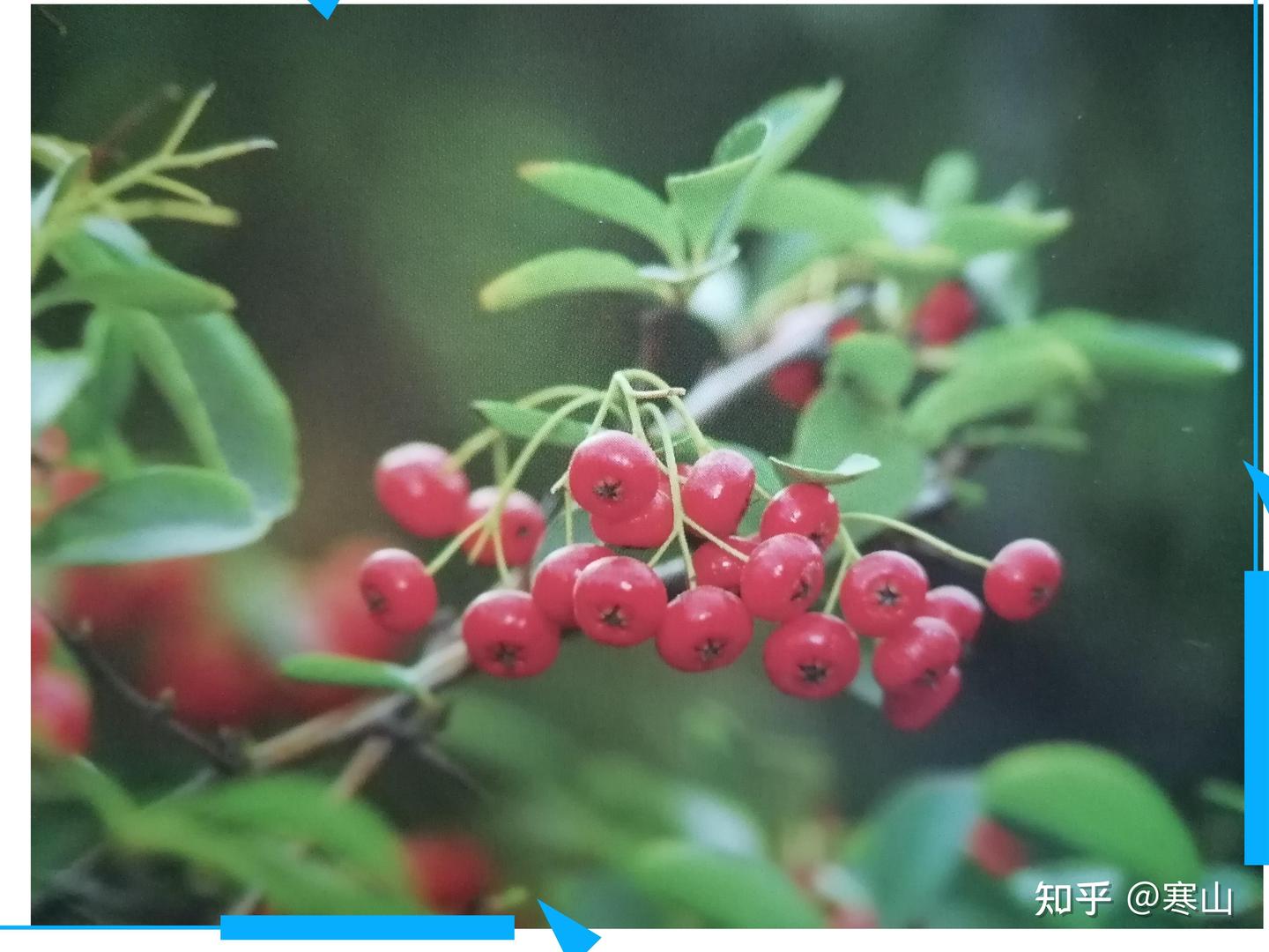人间有美丽的花相伴，纵使宇宙来去 - 知乎