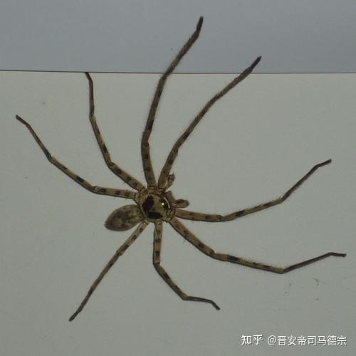 而且身上有细菌,所以也被归类为害虫第三种  蟑螂这东西虽然不像蚊子