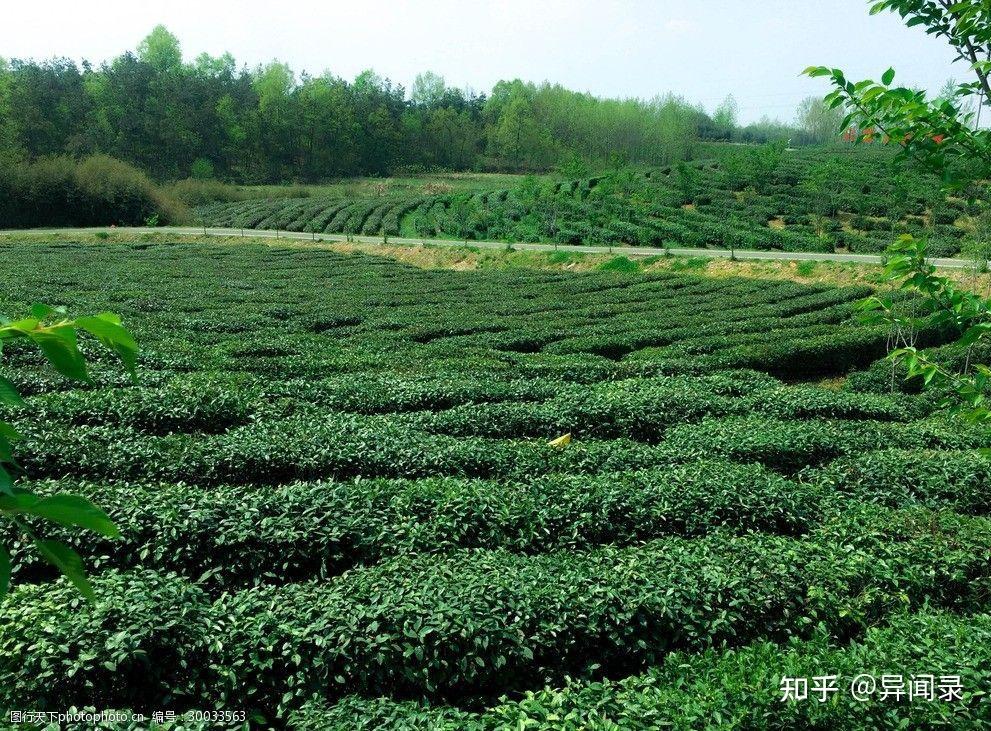 茶文化之茶树的组成 - 知乎