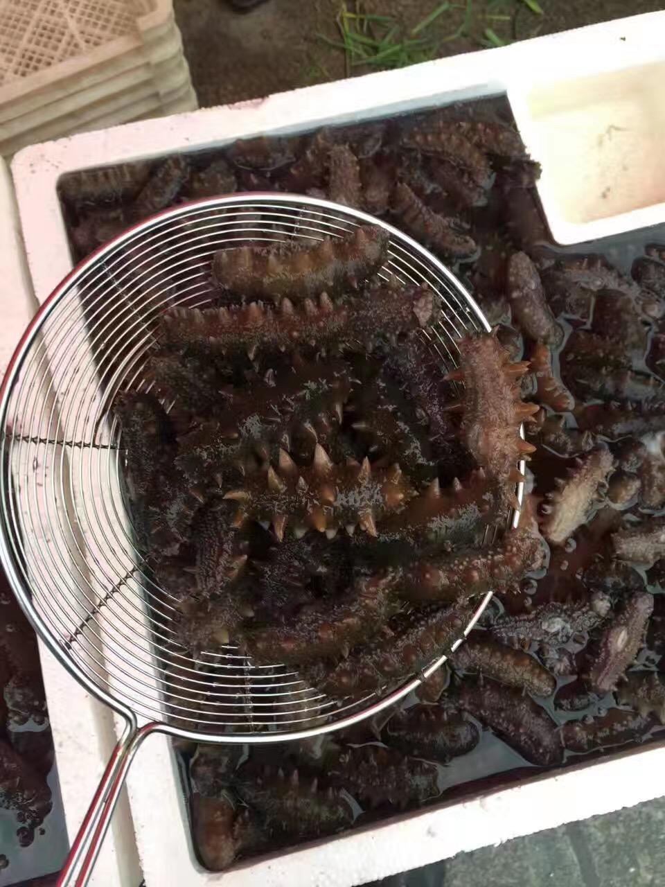 现在还能买到野生的海参吗？