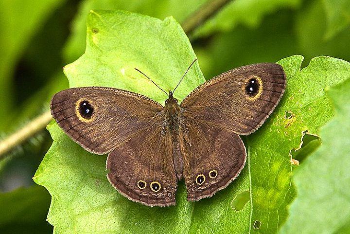 矍眼蝶当你凝视这只蝶时它会用6只眼睛回望你