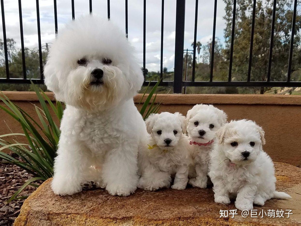 热门白色狗狗盘点：像棉花糖一样超可爱，好想养一只！ - 知乎