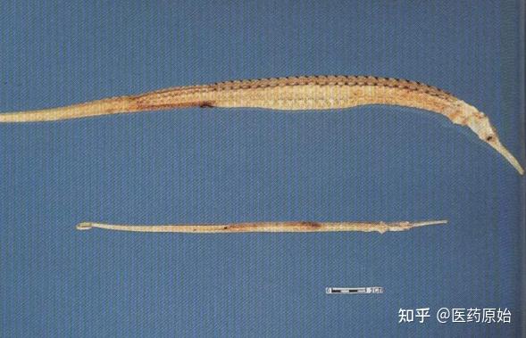 带你识别海龙