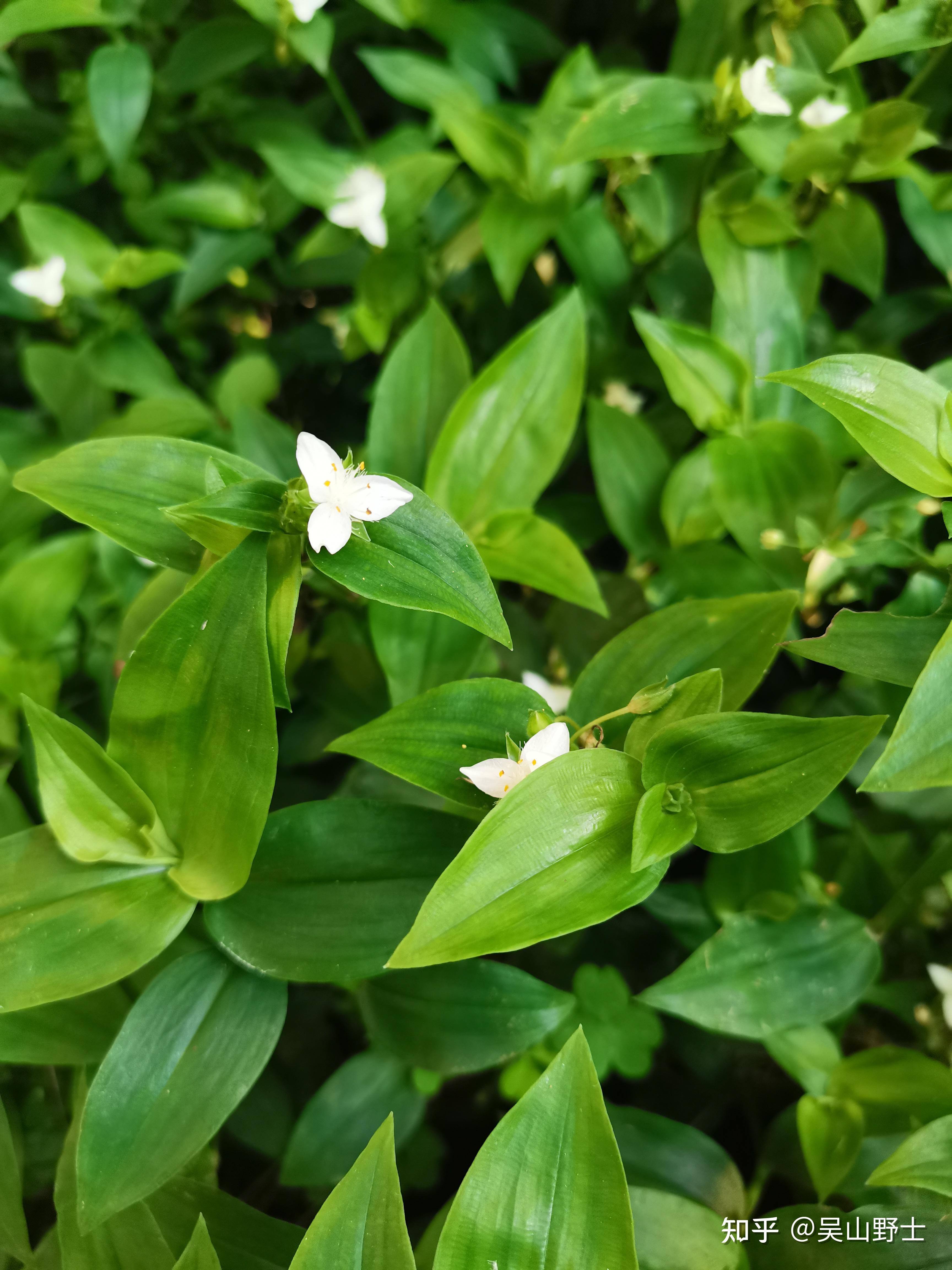 白花紫露草花期图片