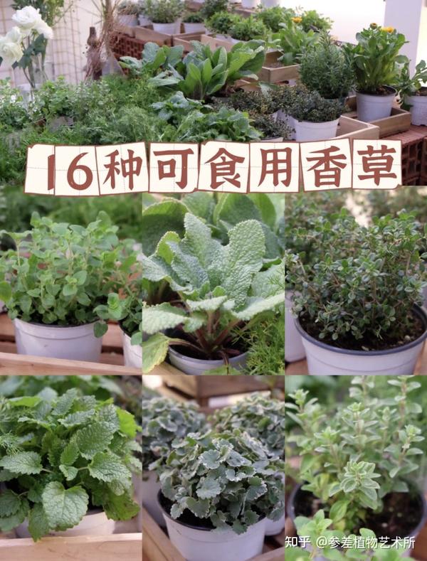 分享16种可食用香草植物 - 知乎