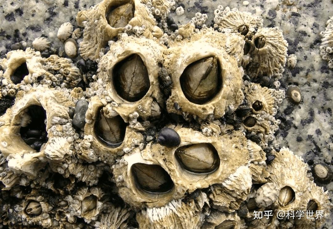 人类会刮藤壶，海洋中鱼儿都知道了？ - 知乎