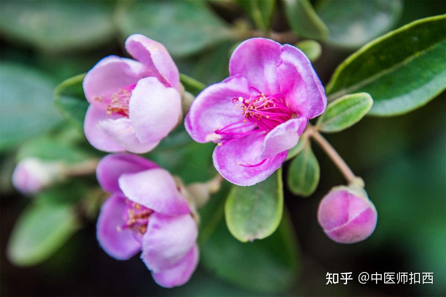 岭南草药坊 第六十六期 【岗稔】 - 知乎