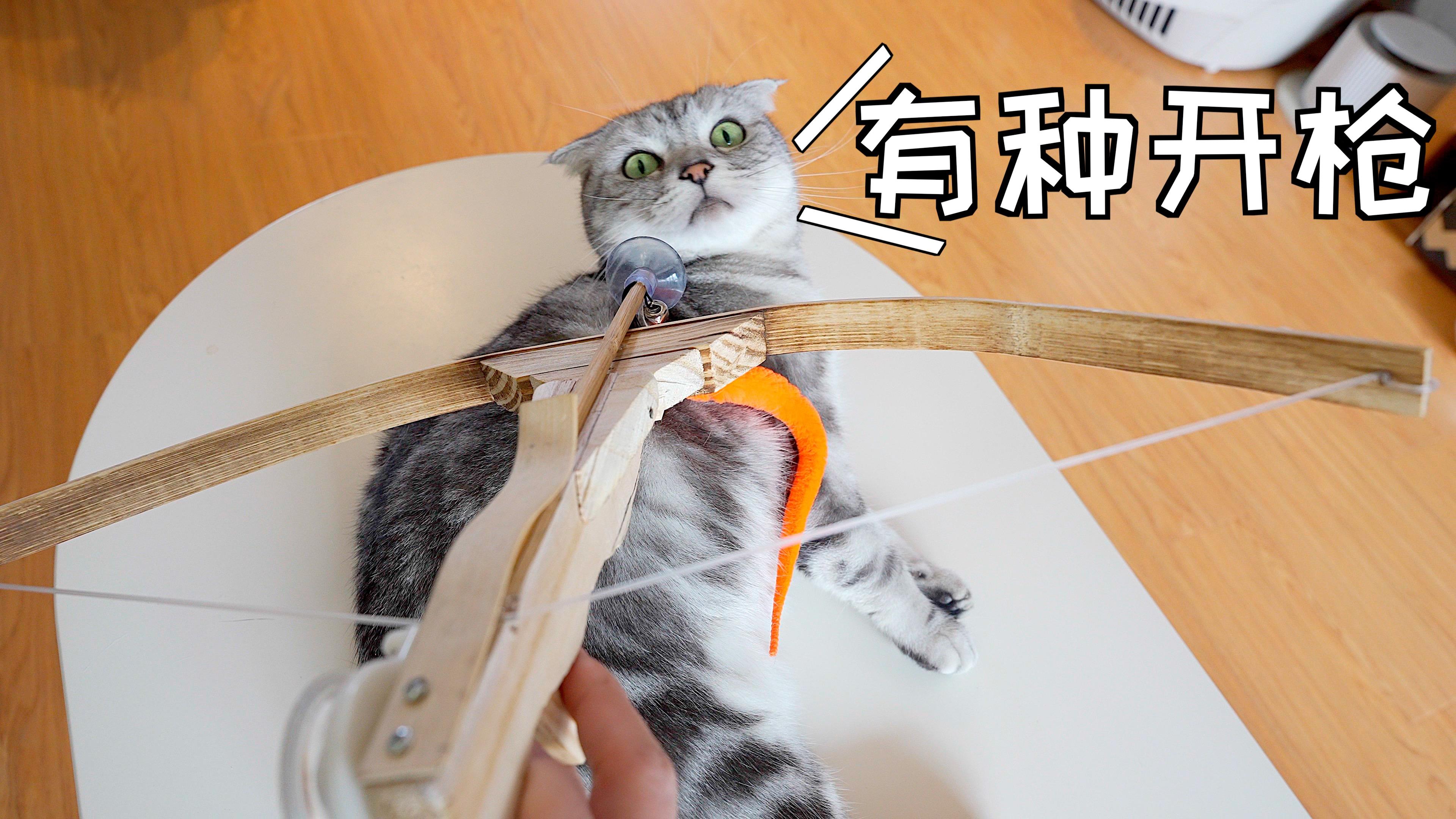铲屎官(蒂姆嘟嘟,嫂子和咪宝) 携手六猫:奥莉 露娜 jojo 迪奥 猎手