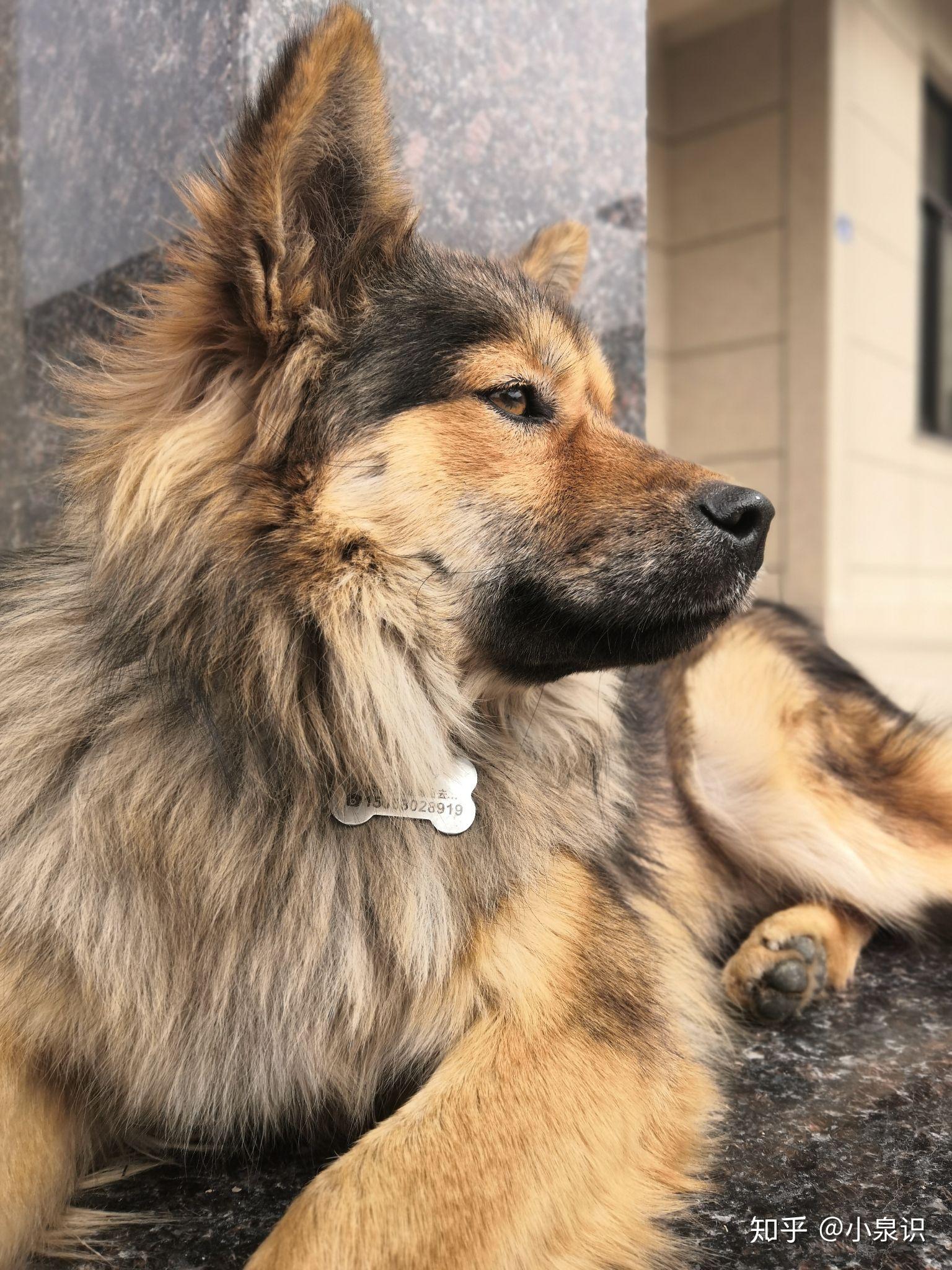 帮忙看看这是土狗吗?